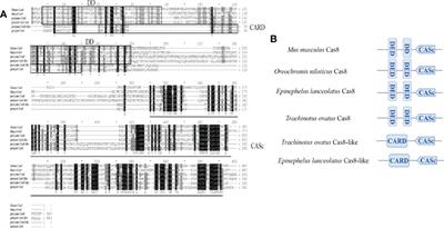 Cloning, characterization and expression analysis of caspase-8 genes from the golden pompano (Trachinotus ovatus)